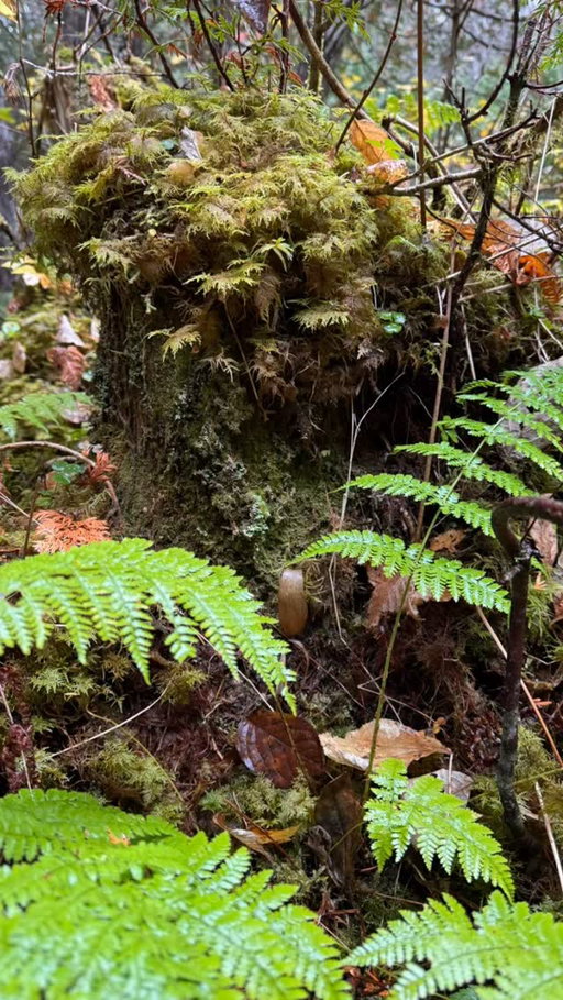 En forêt.