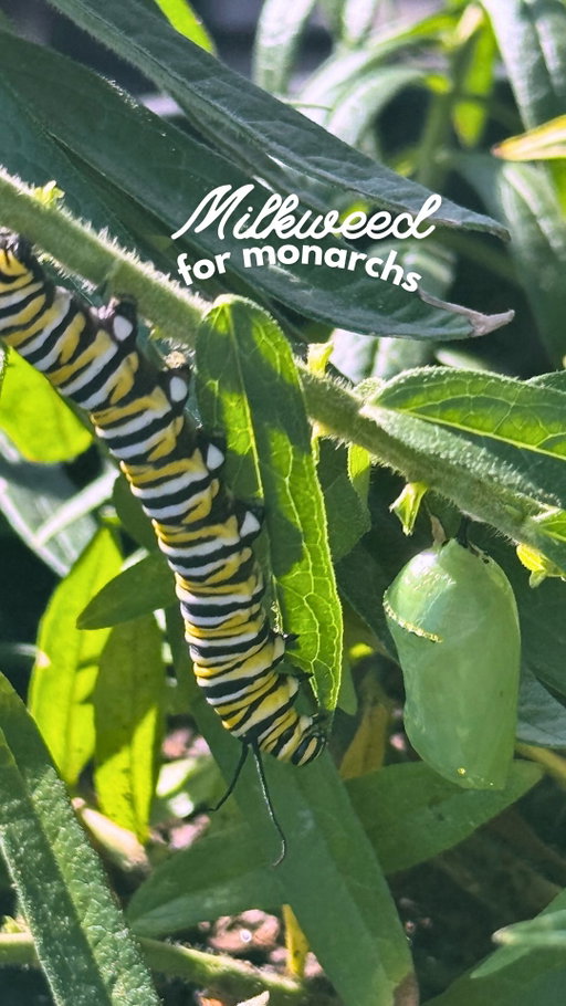 The origin story of me becoming a caterpillar nerd. I suppose observing larvae is what whimsy looks like in your 40s.

I try to tread carefully when it comes to wildlife and my role in the ecosystem. Am I helpfully intervening or harmfully interfering? In nature, knowing when to step in without overstepping is a delicate balance, but I’m learning.

So, will these two caterpillar brothers defy the odds, grow their wings, and join the monarch migration? I sure hope so. Will report back soon.