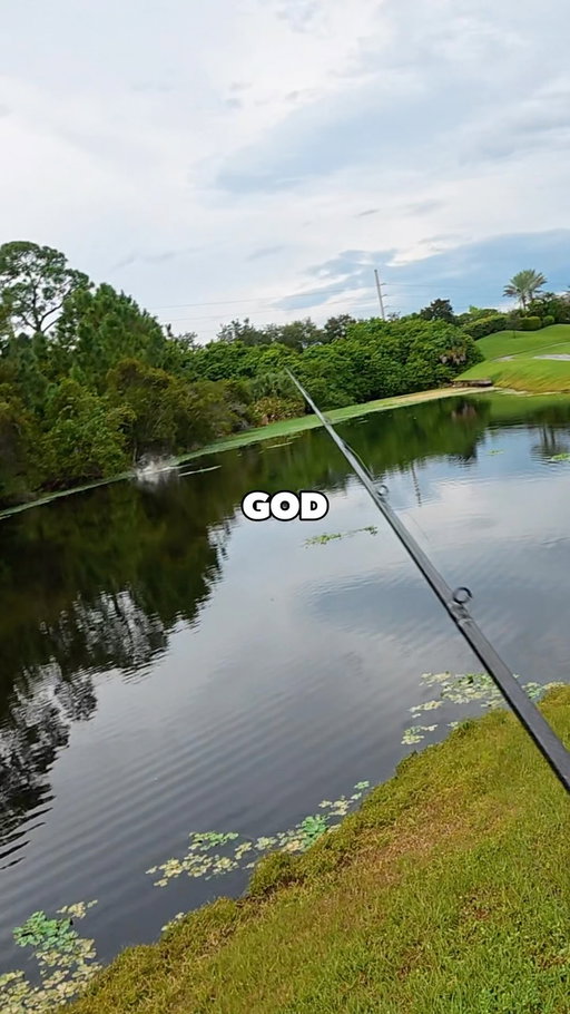 WHAT IS MONSTER IS LURKING IN THIS TINY POND⁉️

•
•

#fishing #pondfishing #tarpon #snook #florida