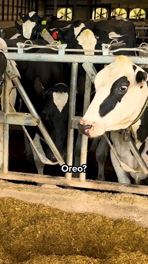 From herd to curd. 🐄🧀
#BornToDairy #ProudlyWisconsin
