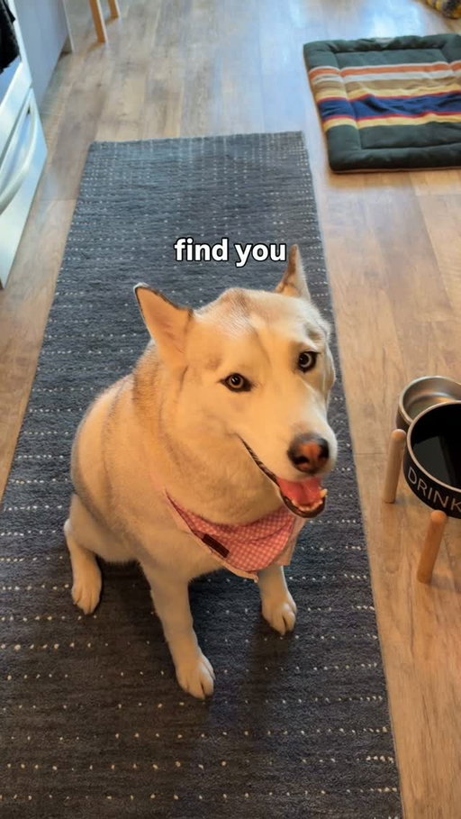 That’s true love #husky #huskylovers #huskyofinstagram