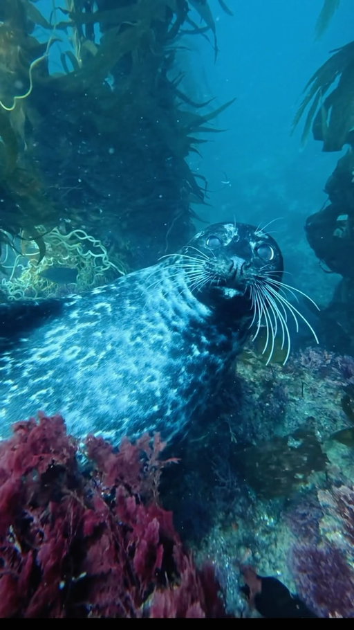 Literally tearing up underwater when I saw him 🥹🩵🤿 What is your dream animal to see?

#california #freediving #animal #marinelife #seal