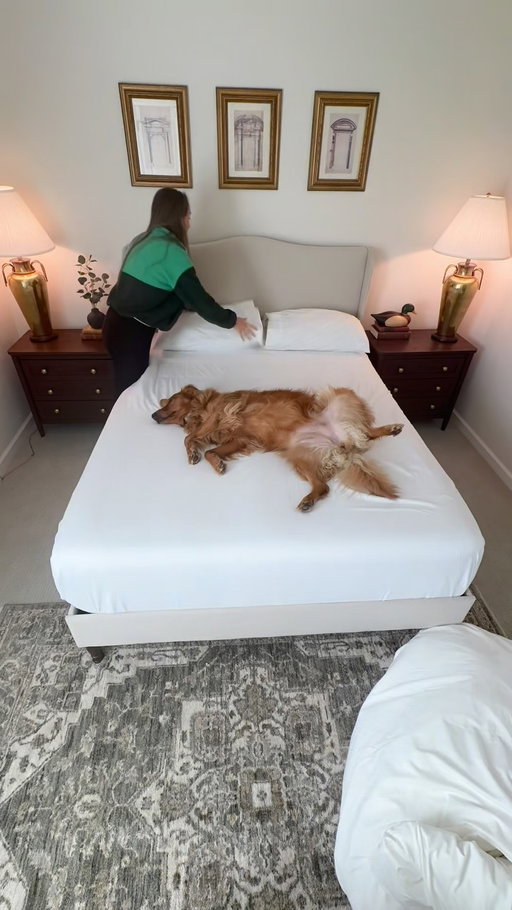 Another successful day in management calls for breakfast in bed! #openfarmpartner #goldenretriever #dog #daisyneverhelps