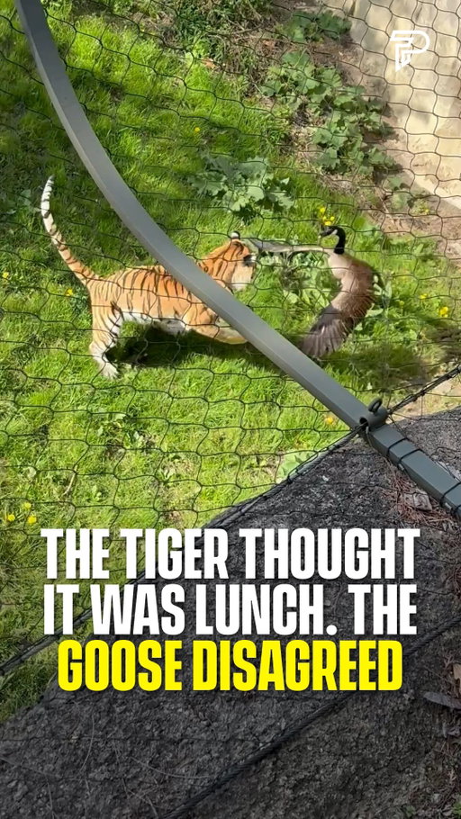 The goose did not come to lose 😂

A goose ended up in the tiger enclosure at a zoo in Powell, Ohio. The tiger went in for an easy lunch, but the goose refused to back down.

(Jonathan Normoyle via ViralHog)

#goose #tiger
