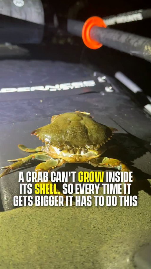 Imagine doing this every time you grow 😮

Crabs molt like this every time they grow, and the new shell stays soft for a few days.

(English Angling via ViralHog)

#crabs #nature