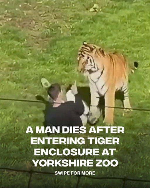 A man died after entering a tiger enclosure at Yorkshire Wildlife Park near Doncaster, England, on Saturday, Oct. 10, South Yorkshire Police said. Emergency services responded, but he was pronounced dead at the scene. 

The park was evacuated and closed for the rest of Saturday and Sunday. Authorities said there was no wider risk to the public and urged people not to share distressing footage of the incident; the man’s family is being supported by specialist officers.

(📸: Getty, via @cnn)