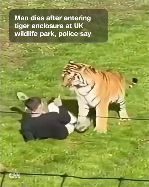 A man has died after suffering serious injuries when he entered into a tiger enclosure at a UK wildlife park, South Yorkshire Police said.

A police statement said: "At 1.35pm today (Saturday 10 October) we received reports of a man entering a tiger enclosure at Yorkshire Wildlife Park."

"Emergency services attended and sadly, despite the best efforts of medical personnel, the man was pronounced dead at the scene," police said.

The tiger was uninjured in the incident, the police said.

The police added that the man's family is aware and is being supported by specialist officers. "Our thoughts are with them at this distressing time." The park was evacuated following the incident. The tiger remained in the enclosure following the attack, and there is no wider risk posed to the public, according to authorities.

The police spokesperson added that people are being encouraged not to share "distressing" footage circulating online of the man being mauled by the tiger.

Read more at the link in our bio.

📷: Obtained from X