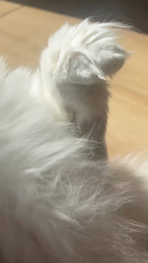 never seen a cat do this lolol
-
#ragdollcat #cats #catsofinstagram #ragdoll #catlife