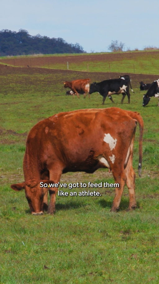 The Tasmanian dairy farmer who says the secret to great tasting milk is looking after your cows like they're elite athletes. Mark and his team help create the Cadbury Dairy Milk we know and love 🐮💜
