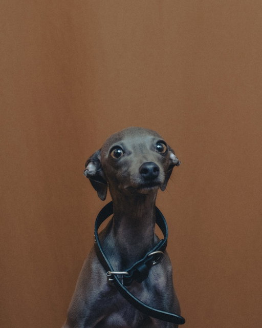 Reserved for the most well-behaved. The Script Studs Dog Collar and matching leash.

📸 @armmmmmmmmmmmmmmin