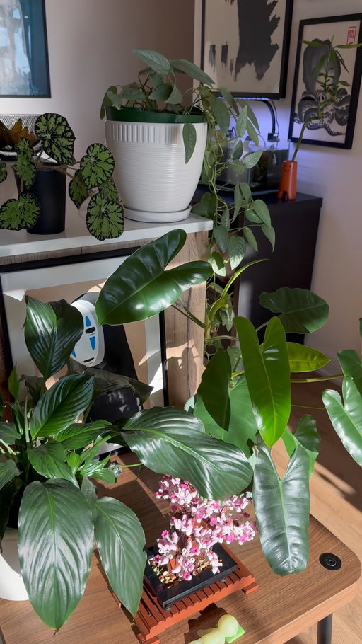 Not today, I’m afraid🙂‍↔️

#interiordesign #houseplant #cozyhome #homeinspo #homedecor 

decor, homedecor, interiordesign, interiorstyling, cozy, cozyhome, homeinspo, organicmodern, plants, houseplants, myhome, instahome, boyapartment, apartment, ambientlighting, ambient, cozyhomes, aesthetichome, design, lifestyle, boyloft, loft, renterfriendly, smiski, betta, betta fish, small apartment, small home, city apartment, boy home