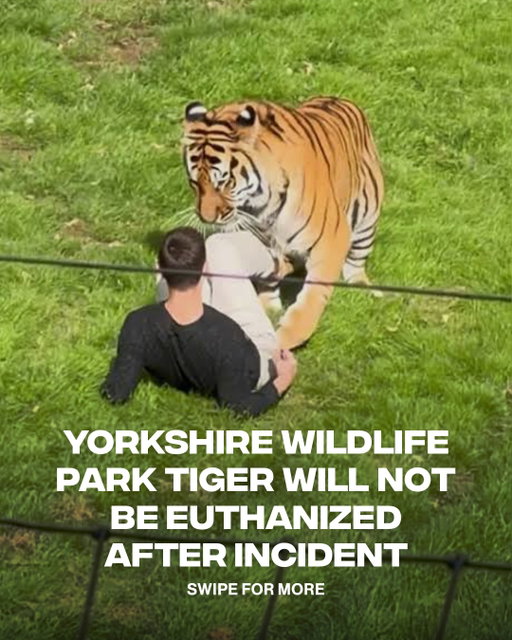 The tiger involved in the fatal incident at Yorkshire Wildlife Park will not be euthanized, the park confirmed Sunday. 

Altai, an endangered Amur tiger who arrived from Norway last year, is “safe and well.” A man died after entering the enclosure, police said. Visitors told the Mail on Sunday they saw him dancing with his AirPods in before he entered. The park closed for the remainder of the weekend, and staff affected by the incident are receiving specialist support.

(Via @the.independent)