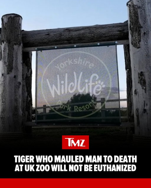 🚨 The tiger who mauled a man to death after he entered its enclosure at a UK wildlife park will not be euthanized ... according to the zoo.

Full story at the link in bio 🔗