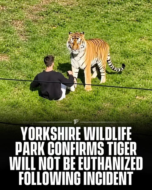Yorkshire Wildlife Park in England has confirmed that Altai the tiger will not be euthanized following an incident in which a man died after entering his enclosure.

The park received messages from concerned members of the public asking about Altai's future and has reassured everyone that he is safe and well.

The park remained closed on Sunday as staff received support, while police continued investigating what happened.

#viral #pubity