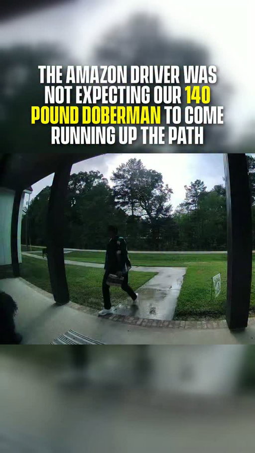 Roux just wanted a friend. 🥹

An Amazon driver in Walker, Louisiana, was nervous when Roux, a 140 pound Doberman, came running up to the door. He turned out to be a softie who sat for a treat and left the package alone.

(Jamie and Billy Jones via ViralHog)

#doberman #dogs