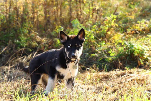 This is Diesel! One of the coolest dogs ever!