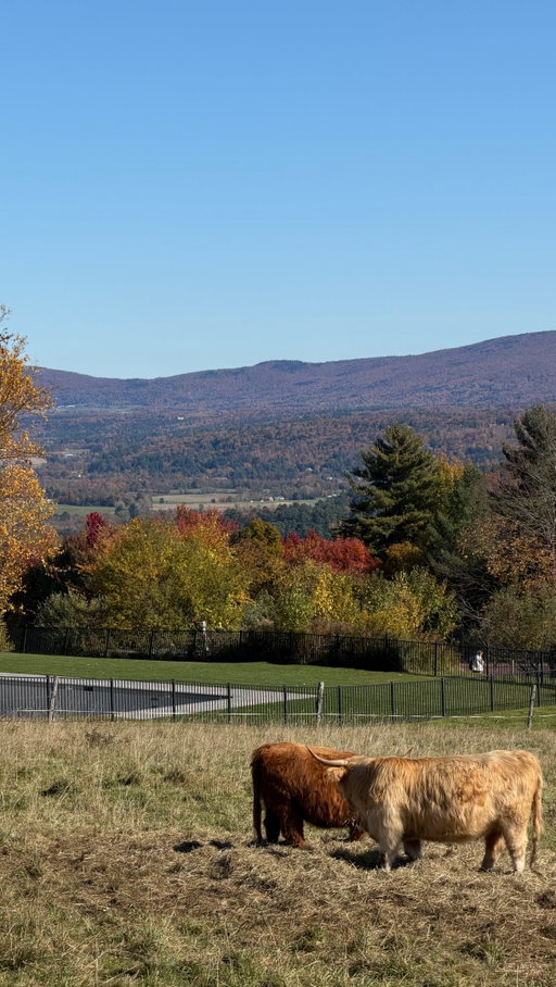 definitely what I needed 

Roadtrip fall vermont cozy vibes