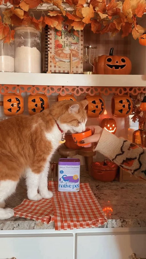 Pumpkin season is for the whole household 🎃🐾🍂 #NativePetPartner #ad

Of course I had to include Roger and Townes in my favorite fall ritual! We’re making Pumpkin Pup & Kitty Cups with @nativepet supplements for a cozy little afternoon together. 
Native Pet’s Pumpkin powder is made with just three organic ingredients: pumpkin, pumpkin seed, and apple. It mixes easily with water and supports digestive regularity, a little extra goodness in their seasonal cups! Townes gets Native Pet Goat Milk sprinkles on top, and Roger gets a Native Pet Cat multivitamin supplement. 

Everyone gets their own little pumpkin moment in this house.🤭🍁 Save this for your next cozy fall day with your fur babies, and explore Native Pet’s supplements for dogs and cats! 🧡 #nativepet