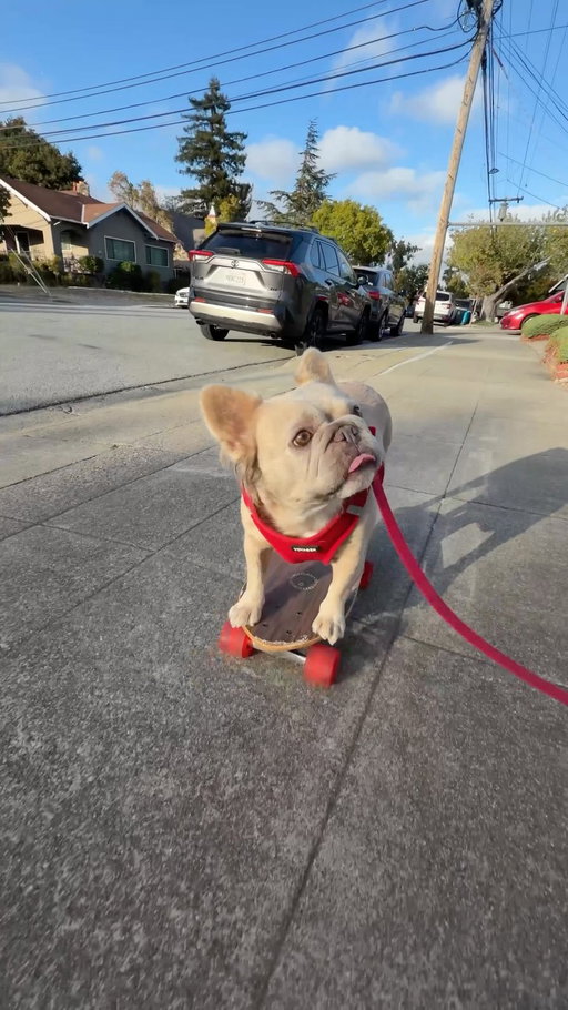 My parents are gone for the day and left me in charge of Roxy, so my @muse and I gave her the best day ever. Go try the new Muse app from @meta , link in bio. 

#metapartner Businesses and products shown are AI-generated suggestions, not sponsored, endorsed by, or affiliated with Meta.