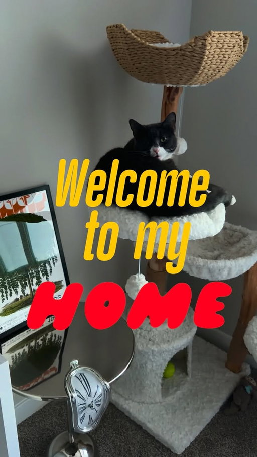 Enjoying my rent

apartmentaesthetic #midcenturymodern #homedecor #livingroomdecor #homedecorideas
