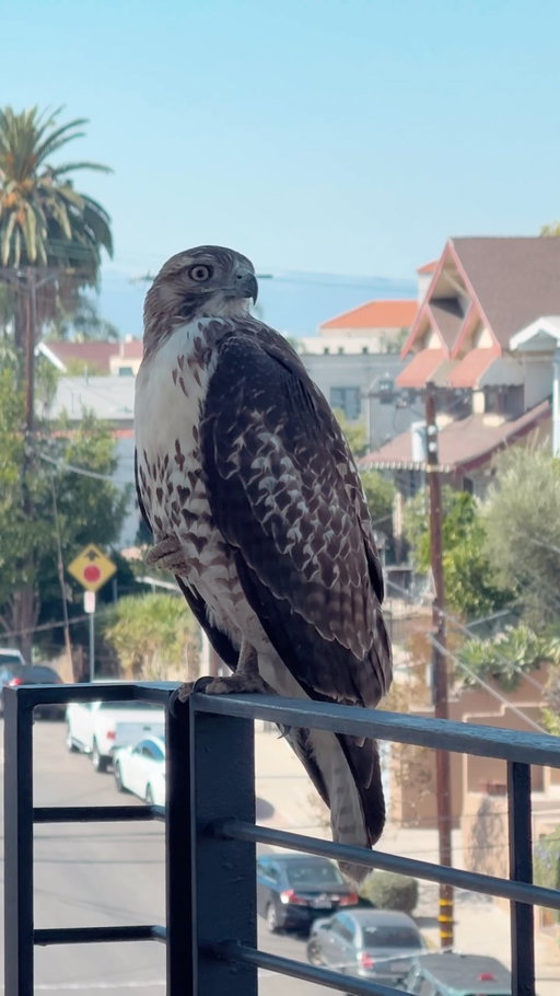 What is she trying to tell me…

Maybe it’s nothing & I’m just looking for signs everywhere I possibly can 😂✨ but this is the 2nd time in a few days that a hawk came to visit. I don’t know why she’s visiting me but it feels so special & I’m sticking with the fact that it’s some kind of good sign 🙌

And if you know birds & signs and what it all might mean please let me know! (but only if it’s positive, I can’t handle a bird coming to tell me some negative sh*t right now 😩😂)