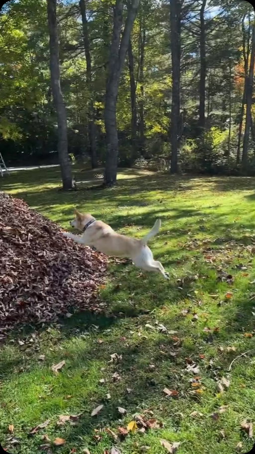 Still got it 🍁🍂🥹 #unbeleafable #dontstopbeleafing #keepbeingyou @dognamedstella