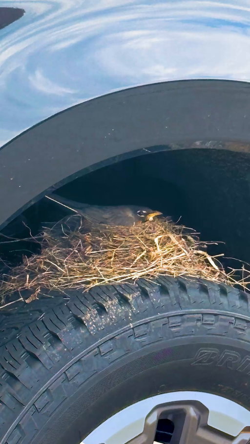 Built Ford Tough by Mother Nature’s standards.