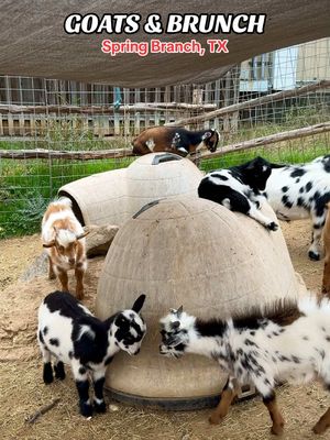 BRUNCH & GOATS at @The Goat in Spring Branch, TX needs to be your next stop! 🥂🐐  🥂 Daily Brunch until 2pm 🍺 Happy Hour: Mon-Fri 2pm-6pm 🐶 Family & Dog Friendly ☕️ Full Coffee Bar 🎶 Monday: Blues Jam Night 6pm 🧩 Tuesday: Tipsy Goat Trivia 7-9pm 🎤 Wednesday: Singer-Songwriter Night 7pm 🎸 Thursday & Friday - Evening live music  🍹 Saturday: Boozy Brunch 10am-2pm, Live Music 3pm & 7pm 🍳 Sunday: Zydeco Brunch Buffet 10am, Bingo & Live Music 11am & 3pm  🎊 Beautiful Event Space Available  📍Screaming Goat Yard & Tap- 4 Sun Valley Dr, Spring Branch, TX  ⏰ Mon-Fri: 7am-12am, Sat-Sun: 9am-12am  #brunch #goats #springbranchtx #sanantonio #sanantoniotx #satx #texas  