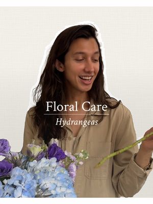 Don't be a freak. Stop smashing your hydrangea stems. #floraleducation #hydrangea #flowertok #urbanstems