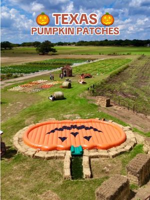 🎃🍂 Texas Pumpkin Patch Guide 🍂🎃 (List below) Pumpkin patches all across Texas! Grab your boots, throw on your flannel, and get ready for some fall fun! 📸🌽✨ (Austin / San Antonio Areas)  🎃 Rockberry Ranch - Poteet, TX (video) 🎃 Devine Acres Farm - Devine, TX (video) 🎃 Float In - New Braunfels, TX 🎃 Sweet Berry Farm - Marble Falls, TX  🎃 Sweet Eat Fruit Farm- Georgetown, TX  🎃 Graff 7A Ranch - Hondo, TX  🎃 Indian Springs Ranch - Travis County, TX  🎃 Texas Pumpkin Fest - Leander, TX  🎃 Jenschke Orchards - Fredericksburg, TX 🎃 Owl Creek Farm - San Antonio, TX  🎃 Traders Village  - San Antonio, TX  🎃 Uhland Fall Fest - Uhland (Kyle), TX 🎃 Round Rock Pumpkin Festival - Round Rock, TX 🎃 Bell Creek Acres - Castroville, TX 🎃 Sundrop Spring Farms - New Braunfels, TX  (Dallas / Ft Worth / North Central Texas Areas) 🎃 Western Belle Farm - Waco, TX  🎃 The Robinson Family Farm - Temple, TX  🎃 The Dallas Arboretum - Dallas, TX  🎃 Halls Pumpkin Farm - Grapevine, TX 🎃 Pumpkin Nights - Arlington, TX 🎃 Yesterland Farm - Canton, TX (near Dallas)  🎃 Mainstay Farm - Cleburne, TX - (south of Ft. Worth)  🎃 Blase Family Farm - Rockwall, TX 🎃 Maxwell’s Pumpkin Farm - Amarillo, TX 🎃 Shadow Creek Pumpkin Farm - Midlothian, TX 🎃 Jacksboro Pumpkin Patch - Jack County, TX 🎃 Denton Valley Farms - Clyde, TX (Houston Areas) 🎃 Blessington Farms - Wallis, TX  🎃 Frobergsfarm - Alvin, TX 🎃 Dewberry Farm - Brookshire, TX  🎃 P6 Farms - Montgomery County, TX  🎃 Old Time Christmas Tree Farm - Spring, TX 🎃 7 Acre Wood - Conroe, TX (Corpus Christi Area) 🎃 Rockin’ K Farms - Robstown, TX (South Texas Area)  🎃 The T-Ranch - La Feria, TX  🎃 Big Red’s Ranch - San Benito, TX (East, TX)  🎃 Piney Park- Marshall, TX 🎃 Blueberry Ridge Organic Farm - Mineola, TX (North, TX) 🎃 Atl’Do Farms - Lubbock, TX  🎃 Assiter Punkin Ranch - Floydada, TX (West, TX)  🎃 Fiddlesticks Farms - Midland, TX  #pumpkinpatch #texas #fyp 