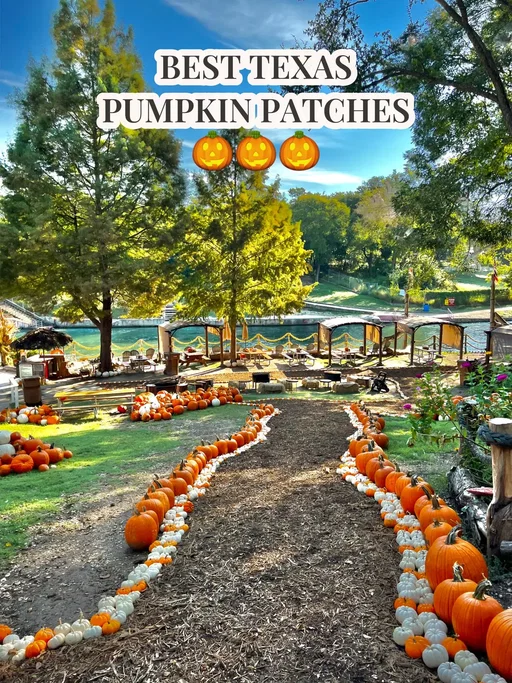 (Austin / San Antonio Areas)  🎃 Rockberry Ranch - Poteet, TX (video) 🎃 Devine Acres Farm - Devine, TX (video) 🎃 Float In - New Braunfels, TX 🎃 Sweet Berry Farm - Marble Falls, TX  🎃 Sweet Eat Fruit Farm- Georgetown, TX  🎃 Graff 7A Ranch - Hondo, TX  🎃 Indian Springs Ranch - Travis County, TX  🎃 Texas Pumpkin Fest - Leander, TX  🎃 Jenschke Orchards - Fredericksburg, TX 🎃 Owl Creek Farm - San Antonio, TX  🎃 Traders Village  - San Antonio, TX  🎃 Uhland Fall Fest - Uhland (Kyle), TX 🎃 Round Rock Pumpkin Festival - Round Rock, TX 🎃 Bell Creek Acres - Castroville, TX 🎃 Sundrop Spring Farms - New Braunfels, TX  (Dallas / Ft Worth / North Central Texas Areas) 🎃 Western Belle Farm - Waco, TX  🎃 The Robinson Family Farm - Temple, TX  🎃 The Dallas Arboretum - Dallas, TX  🎃 Halls Pumpkin Farm - Grapevine, TX 🎃 Pumpkin Nights - Arlington, TX 🎃 Yesterland Farm - Canton, TX (near Dallas)  🎃 Mainstay Farm - Cleburne, TX - (south of Ft. Worth)  🎃 Blase Family Farm - Rockwall, TX 🎃 Maxwell’s Pumpkin Farm - Amarillo, TX 🎃 Shadow Creek Pumpkin Farm - Midlothian, TX 🎃 Jacksboro Pumpkin Patch - Jack County, TX 🎃 Denton Valley Farms - Clyde, TX (Houston Areas) 🎃 Blessington Farms - Wallis, TX  🎃 Frobergsfarm - Alvin, TX 🎃 Dewberry Farm - Brookshire, TX  🎃 P6 Farms - Montgomery County, TX  🎃 Old Time Christmas Tree Farm - Spring, TX 🎃 7 Acre Wood - Conroe, TX (Corpus Christi Area) 🎃 Rockin’ K Farms - Robstown, TX (South Texas Area)  🎃 The T-Ranch - La Feria, TX  🎃 Big Red’s Ranch - San Benito, TX (East, TX)  🎃 Piney Park- Marshall, TX 🎃 Blueberry Ridge Organic Farm - Mineola, TX (North, TX) 🎃 Atl’Do Farms - Lubbock, TX  🎃 Assiter Punkin Ranch - Floydada, TX (West, TX)  🎃 Fiddlesticks Farms - Midland, TX  #pumpkinseason #pumpkinpatch #fallfestival #texas #texastodo #texascheck 