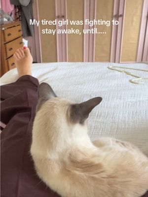 She loves a late morning nap with mummy (me). Yes I am a proud mad cat lady #cute #cat #catsoftiktok #siamese #siamesecat 