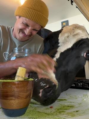 Trying to make matcha with Bruce! #cow #brucethecow #farm #animals 