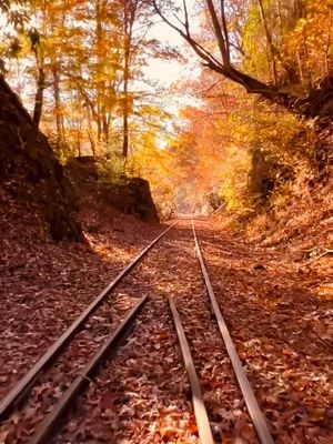 ⛰️😍 If you love adventure and want to see the most breathtaking fall foliage, then you have to check out @andrewsvalleyrailtours located in Andrews, North Carolina. The leaves were so bright and vibrant during my tour that it felt like a dream. 🍁😍 This is a guided tour that goes through, The Great Smokey Mountains and it lasts around two hours. The bikes are pedal motor assisted similar to e-bikes. They also have caboose cars and if you don’t want to bike!  On your journey, you’ll experience crystal clear streams and cross historic open deck railroad bridges. You’ll also see beautiful mountain ranges, forestry, and abundant wildlife!!! I was so surprised during my tour when a cow jumped off a cliff right on to the track!!! It made for such a unique and incredible experience!!!  Then you’ll take a trip up to the historic river valley tunnel, which is so cool and was one of my favorite parts of the trip!! 🙌🙌🙌 This is such an awesome experience and you’re definitely gonna want to check this place out soon.  Add it to your fall bucket list and follow me @raleighwanderlust ✨ for more EPIC adventures!!  @raleighwanderlust  📍345 Locust Street Andrews, NC #northcarolina #nc #andrewsnc #andrewsvalleyrailtours #railtour        