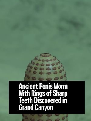 About 500 million years ago, the Grand Canyon was a great sea, and among the creatures it harbored was a newly discovered type of penis worm, armed with many rings of teeth. Penis worms are marine creatures with a distinctly phallic appearance. There are more than 20 known species living across the world’s oceans today, as well as a number of extinct ones, like this new discovery. The researcher who made the find was searching for fossils in the Grand Canyon and named the species Kraytdraco spectatus in honor of the huge burrowing krayt dragons that appear in the Star Wars universe. Details of the discovery were published in the journal Science Advances. Trying to imagine how the ancient worm might have fed, the researchers hypothesize that along its proboscis it combined strong, sharp teeth with more delicate feathered ones for a two-stage eating process. The former could have been used to pick up food such as algae and microorganisms dispersed in the sand where the worm would have lived, the latter to filter this food out of the substrate and chew it. But having only a fossil to look at, and not being able to see the worm at work, this remains only a hypothesis. The discovery of the worm was made by University of Cambridge doctoral student Giovanni Mussini, who found a fossil remnant of it during a multidisciplinary scientific expedition along the Colorado River at the base of the canyon.