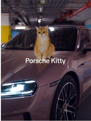 Cats + cars = timeless. 🥺📼@brz
