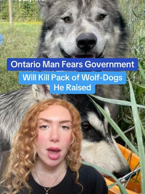 An Ontario man fears An Ontario man is afraid the government might euthanize a pack of wolf-dogs he raised 🐺 #Ontario #Fyp #Canada #WolfDog #Dog