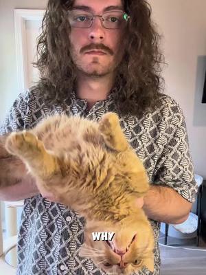 Orange cats are always described as orange #cat #catsoftiktok #catlovers #viralcats #orangecat #orangecatbehavior #funnycat 