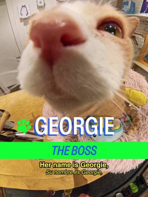 Meet @Georgie the Shop Cat in the Lower East Side Host: @MICHELLADONNA  Producer/DP: Drew Rosenthal (@Be Happy For Once) Editors: Drew Rosenthal & Sean Fitzmaurice Graphic Design: Alex Mi AE: Ryan Novak PA: Vivienne S A show by Mad Realities #cat #nyc #shoes #shopcats