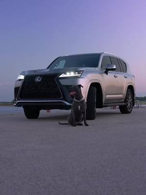 big dawg energy 😤 show us your lexus & co-pilot in the comments 👇 #internationaldogday #lexusLX #lexus #dogsoftiktok #carsoftiktok #Ix700h #cartok