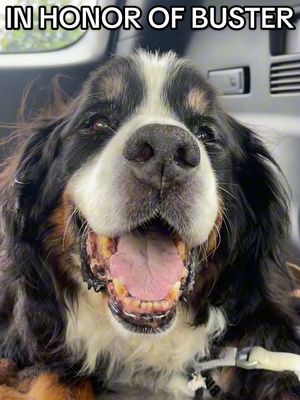 I know Buster is smiling knowing how many donations are being made to @Tusc. Co. Humane Society in his honor 🥹🌈  If you’d like to make a donation in honor of our sweet old man, Buster, the wishlist is linked on our profile and I will also put the link in the comments💜 #bustersbucketlist #rescuedog #seniordog 