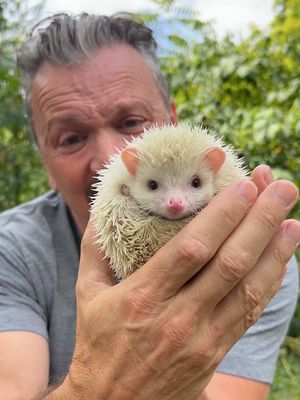 Call him Sonic! Benji (his real name) carries around 5,000–7,000 quills, which are hollow spines made of keratin, the same protein in our hair and nails. Unlike porcupines, hedgehogs quills don’t detach, but when threatened, a hedgehog will curl into a tight ball, locking those spines together like a living suit of armor. Predators quickly learn the hard way that a hedgehog isn’t an easy snack. Albinism in animals is caused by a genetic mutation that prevents the production of melanin, the pigment responsible for coloration in skin, hair, scales, and eyes. Because melanin also plays a role in how light is absorbed in the eye and how signals travel in the inner ear, albinism can sometimes come with vision and hearing problems While undeniably cute, hedgehogs aren’t exactly ideal pets. They’re nocturnal, prefer solitude, and don’t usually enjoy being handled. But, man, they’re cute!