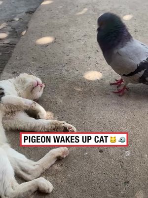 “Never in my 9 lives“ 🤣 (🎥: ViralHog)