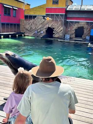 Seal the deal this Father’s Day 🦭💙 Treat Dad to a #seaworldaus Seal Encounter and create memories the little ones will never forget! 🥰 🗓️ Book today - https://bit.ly/SWSealEncounter T&Cs apply.