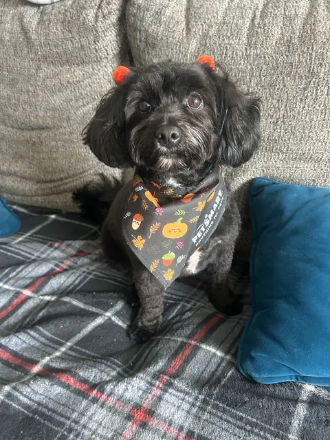 Falling leaves, zooming dog—autumn doesn’t stand a chance! 🐶🍁#petsmart #spaday #cutebaby #bows #dogsoftiktok 