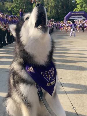 go dawgs #GoHuskies #dogsoftiktok #husky 