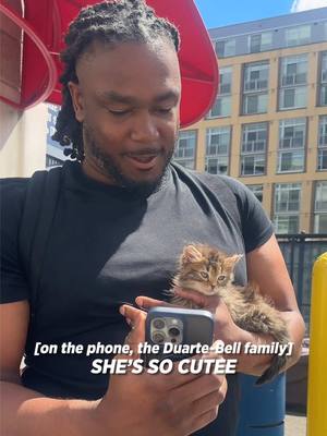 need petunia and Josh Bell on cameo expeditiously #little #tiny #baby #kitten #MLB 
