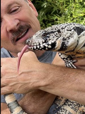 The world’s smartest lizard! The Argentine black and white Tegu is often called the Einstein of lizards, because they considered the smartest reptile on the planet. They are the largest lizard in the Americas, growing up to 5 feet long, and are fairly docile. But be careful! Their powerful tails double as whips, making them a force to be reckoned with if threatened. They also have razor sharp claws and strong jaws. Rare for lizards, they can regulate their body temperature to survive in places like southern Argentina, that can get cool. Some have even established wild populations in Florida, where they’re considered an invasive species. Come one, people! I wish some people were as smart a Tegu! #Tegu #BigLizard #ReptileLovers #ExoticPets #SmartestLizard #NatureNerd #ReptileWorld #WildlifeFacts