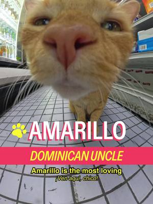 Meet Amarillo in Park Versailles featuring a sweet treat break with @Vita Coco  Host: @MICHELLADONNA  Producer/DP: Drew Rosenthal (@Be Happy For Once) Editors: Drew Rosenthal & Sean Fitzmaurice Brand Producer: Christian Wallace Shriver Graphic Design: Alex Mi AE: Ryan Novak Translator: Amaya Garcia PA: Vivienne S A show by Mad Realities #cat #nyc #shopcats #brooklyn