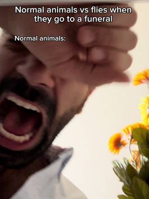 Normal animals vs flies when they go to a funeral. #fyp #humor #joke 